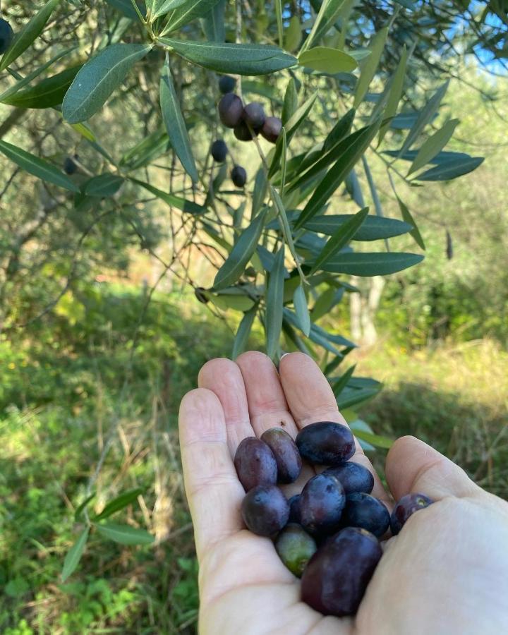 Sotto Il Cielo Di Toscana Appartamenti In Tenuta Only Adults No Pet Камайоре Екстер'єр фото