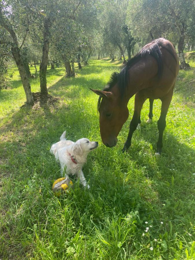 Sotto Il Cielo Di Toscana Appartamenti In Tenuta Only Adults No Pet Камайоре Екстер'єр фото